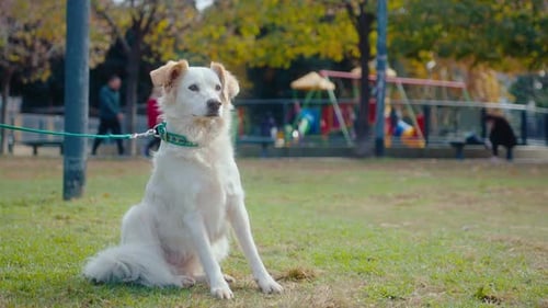 Dog on Leash Sitting on Grass in the Park