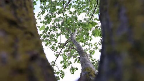 Looking Up Through Tree On A Summer Day - low angle