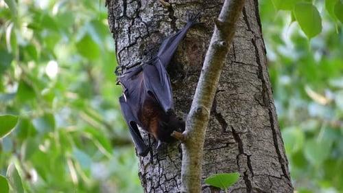 Nahaufnahme eines schwarzen Flugfuchses (Pteropus alecto), der inmitten von üppigem Grün auf den Baumstamm klettert