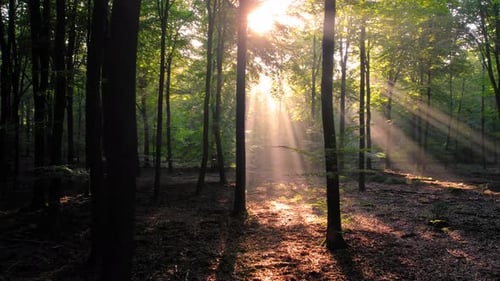 Forêt avec le soleil qui brille à travers les arbres, Veluwe, Pays-Bas, à reculons