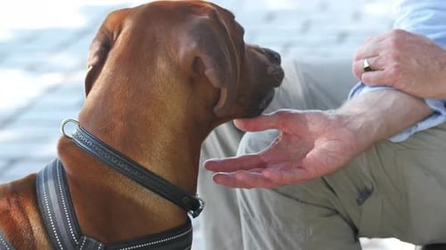 Man Pets a Dog
