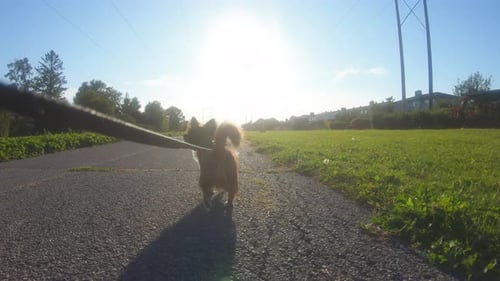 Small Dog Walk on a Leash in the Park