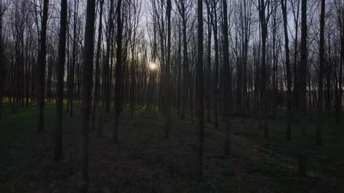 Waldbäume. Sonnenlicht über dem Wald