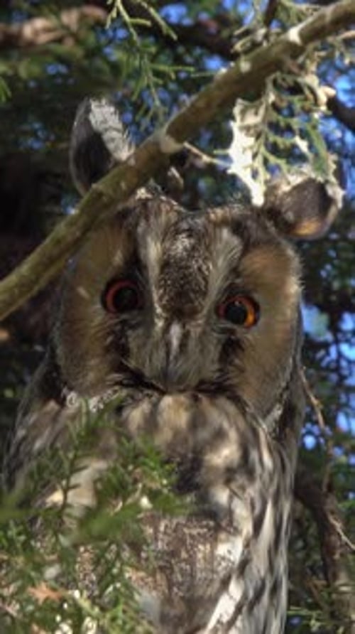 Wise Owl Perched in the Forest Canopy