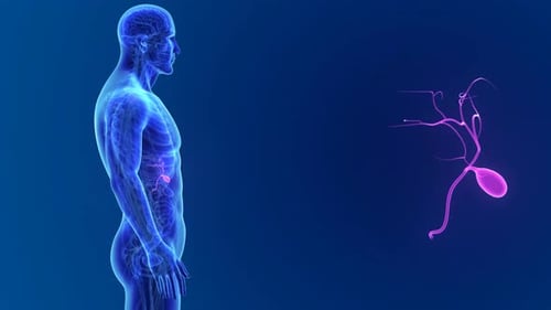 3D Medical Animation of Human Gallbladder and Digestive System