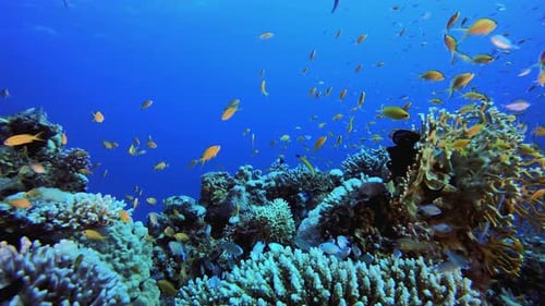 Underwater Ocean Life Fish