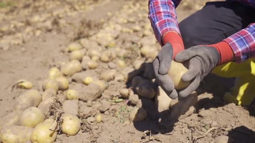 Person Cleaning Freshly Harvested Potatoes on a Farm