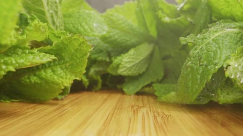 Grüne Minzsondenlinse Makro-Nahaufnahme Grüne Blätter frischer duftender Minze mit Wassertropfen Nahaufnahme
