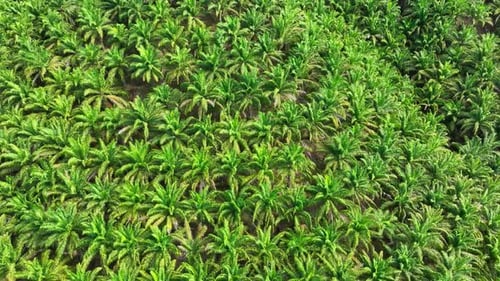 The drone captures a neatly arranged palm plantation.