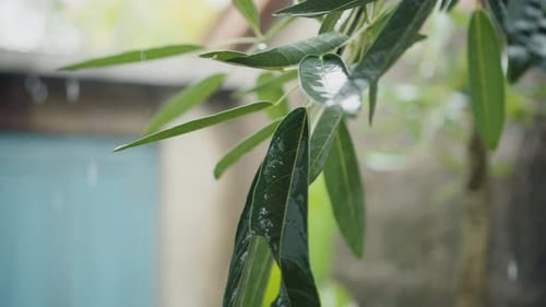 Closeup Fresh Raindrops on Vibrant Green Leaves Slow Motion Tropical Rain