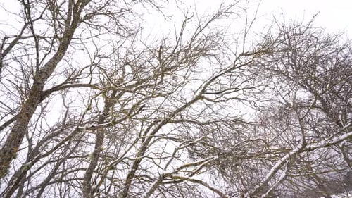 Leafless branches with snow in winter, white sky background, still frozen trees