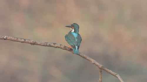 Kingfisher chilling on pond area .