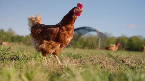 Brown free range chicken pecking at ground and walking around open grass field in slow motion on mid