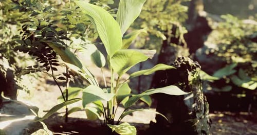 Lush Green Plants Thriving in a Serene Forest Setting During Daylight