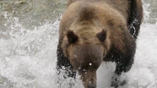 Close-up Slo mo: Brown bear splashes in shallow river chasing salmon