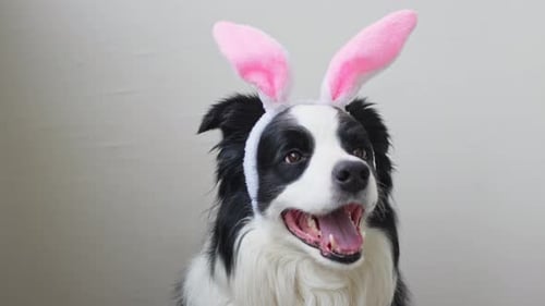 Happy Easter Concept Preparation for Holiday Cute Funny Puppy Dog Border Collie Wearing Easter Bunny