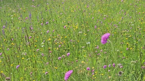 Flowers on the italian meadow.
