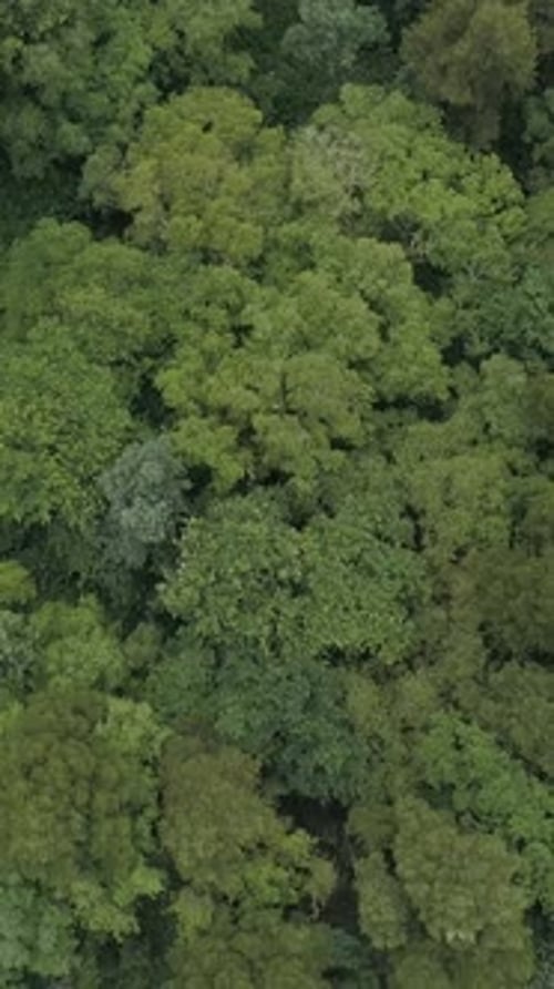 Vertical Video of Green Forest Top View