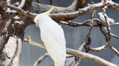 White cockatoo Parrot