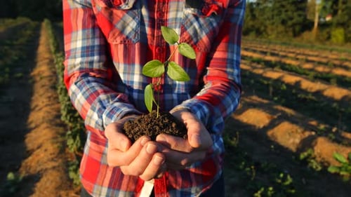 Farmer Holding Small Plant in Hands Agricultural