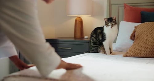 Cat, hands and making bed in home, animal and routine for maintenance of mattress, tidy or cleaning