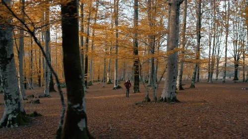 A Man In The Middle Of The Woods In The Distance