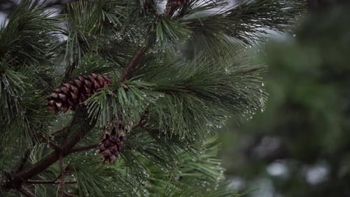 Melting Snow Dripping From Pine Tree Needles With Cones In Indre Fosen, Norway. closeup