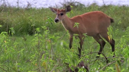 Young Marsh Deer foraging on river edge vegetation
