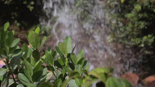 Plants with small leaves and waterfall in the background out of focus