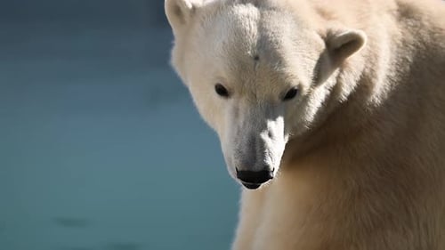 Beautiful Portrait Footage of Polar Bear in Nature Landscape Near Cold Water of Ocean Show His Long