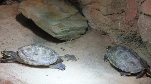 Turtles are a Number of Sauropsids Under the Old Classification Lycops