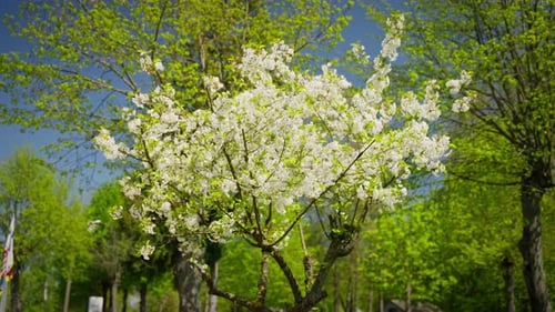 Blühender Kirschbaum im Frühling Kirschbaum in voller Blüte vor dem Hintergrund von Frühlingslaub