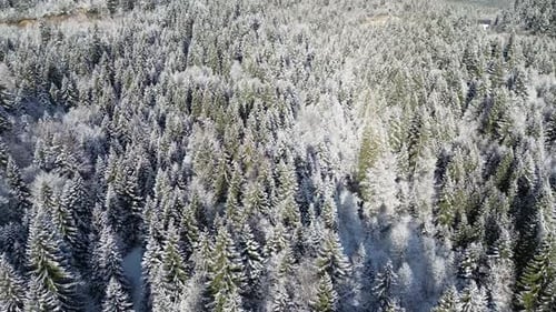 View of frozen trees. Mountain landscape on a sunny winter day.
