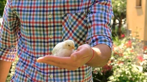 Small White Chick Resting Peacefully in Palm