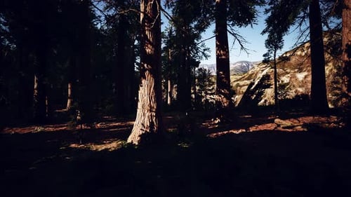 Scale of the Giant Sequoias of Sequoia National Park
