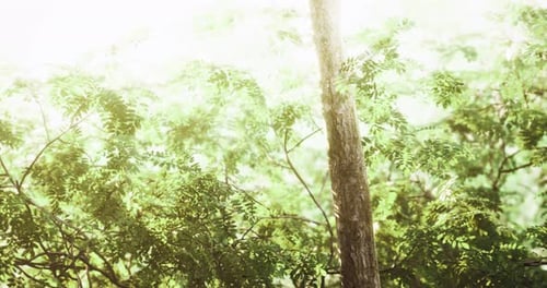 Green Leaves Shimmer Under Bright Sunlight in a Lush Forest Setting