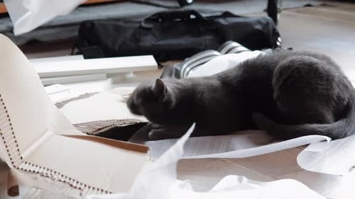Gray Cat Relaxing Among Packing Paper on Floor