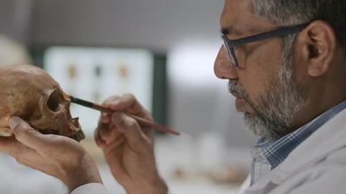 Senior Scientist Cleaning Skull with Brush in Archaeology Laboratory