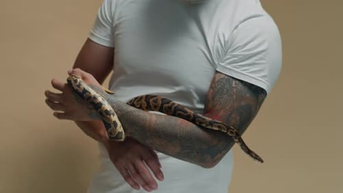 Homme athlétique tatoué regardant Ball Python enveloppant son bras