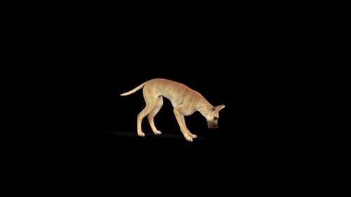 Dog Eat