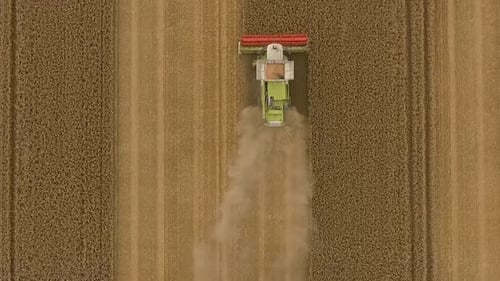 Ernten Sie die Drohne, die oben folgt, Mähdrescher, während sie ein Feld bepflanzt