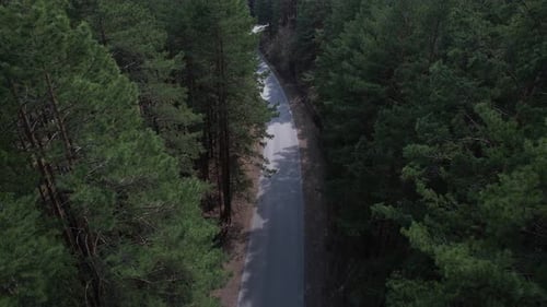 Emphasis On The Road In The Forest