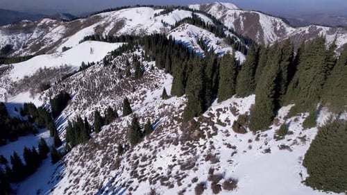 Montañas nevadas con altos árboles coníferos