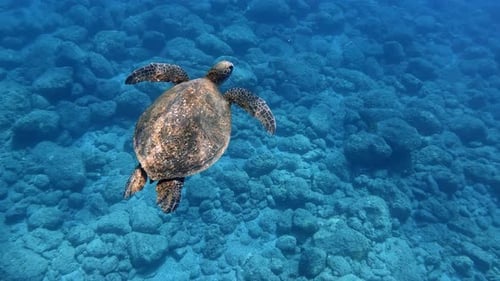 Lone Sea Turtle Calmly Swimming In The Crystal Clear Ocean. - slow motion - underwater shot