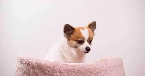 Close up footage of a happy tiny fawn and white dog puppy relaxing on a pink mat against a pink wall