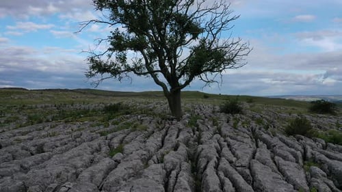 aerial flight backwards and descending through branches of ash tree revealing lone tree growing in l