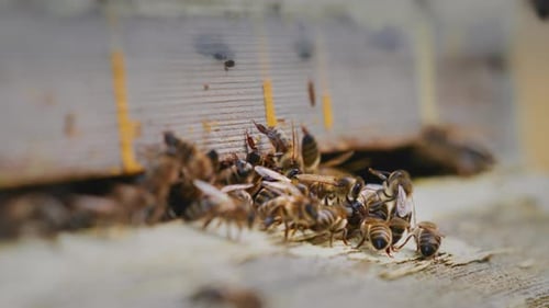 A Bee Pulls Out the Corpse of a Dead Bee From a Wooden Hive Home Bee Farm Production of Honey and