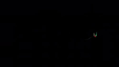 Quetzal Bird - South American Spiritual Symbol - Flying Around Loop - Alpha Channel - 4K