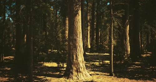 Tall Trees Stand Under the Bright Sun in a Serene Forest Environment