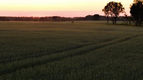 Tranquil Sunset Over Green Barley Fields In Countryside. Aerial Drone Shot